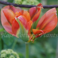 Tulipa 'Orange Marmalade'