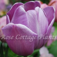 Tulipa 'Blue Heaven'