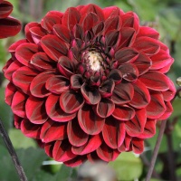 Dahlia 'Dark Red Wave' Dahlia 'Dark Red Wave'