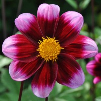 Dahlia 'Bashful'
