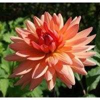 Dahlia 'Schneckenstein'