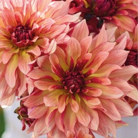 Dahlia 'Dorita' Dahlia 'Dorita'