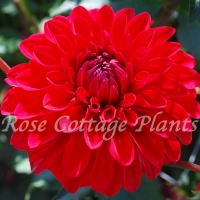 Dahlia 'Red Mylene' Dahlia 'Red Mylene'