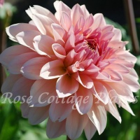 Dahlia 'Beauty Queen'