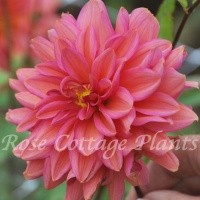 Dahlia 'Negroni Sunset'