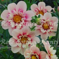 Dahlia 'Rhubarb & Custard'