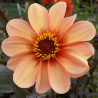 Dahlia 'HS First Love'