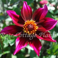 Dahlia 'Schippers Choice'