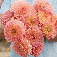 Dahlia 'Bestseller' Dahlia 'Bestseller'