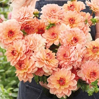 Dahlia 'Elegant Lady'