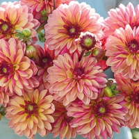 Dahlia 'Madame Antoinette' Dahlia 'Madame Antoinette'