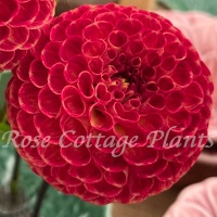 Dahlia 'Ryecroft Blackberry'