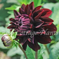 Dahlia 'Destiny's Darkness