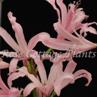 Amarine belladiva 'Aphrodite'