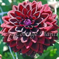 Dahlia 'Jowey Midnight'