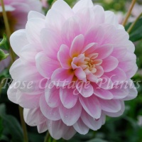 Dahlia 'Brackenbridge Ballerina'
