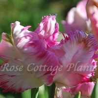 Tulipa 'Pink Vision'