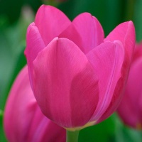 Tulipa Pink Ardour®