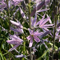 Camassia leichtlinii 'Aurora'