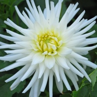 Dahlia 'My Love'