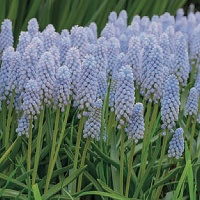 Muscari 'Aqua Magic' Muscari 'Aqua Magic'