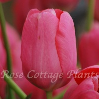 Tulipa 'Renown'