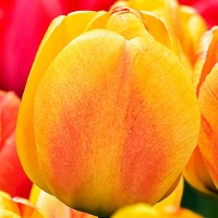 Tulipa 'Beauty of Apeldoorn'