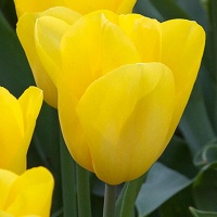 Tulipa 'Strong Gold'