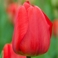 Tulipa 'Apeldoorn'