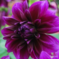 Dahlia 'Thomas A Edison'