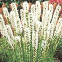 Liatris floristan alba