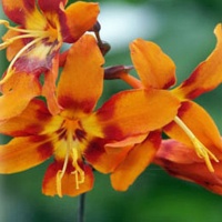 Crocosmia 'Emily McKenzie'