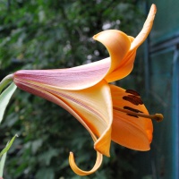 Lilium