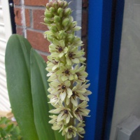 Eucomis montana