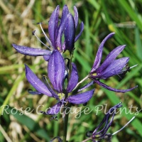 Camassia quamash (esculenta) 'Blue Melody'