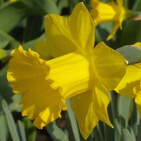 Narcissus pseudonarcissus obvallaris AGM