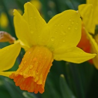 Narcissus 'Jetfire' AGM