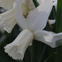 Narcissus 'Jenny' AGM Narcissus 'Jenny' AGM