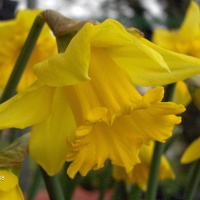 Narcissus 'Rijnveld's Early Sensation' AGM