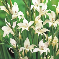 Gladiolus colvilli albus
