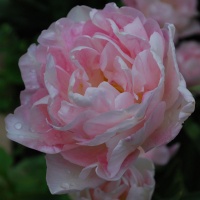 Tulipa 'Angelique' AGM