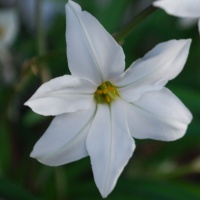 Ipheion 'Alberto Castillo' AGM