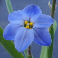 Ipheion 'Rolf Fiedler' AGM