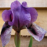 Iris