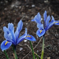 Iris reticulata 'Alida'