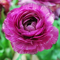 Ranunculus 'Aviv' purple