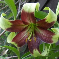 Lilium nepalense