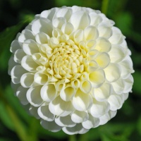 Dahlia 'Snowflake'