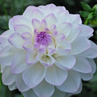 Dahlia 'Eveline'