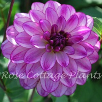 Dahlia 'Seduction'